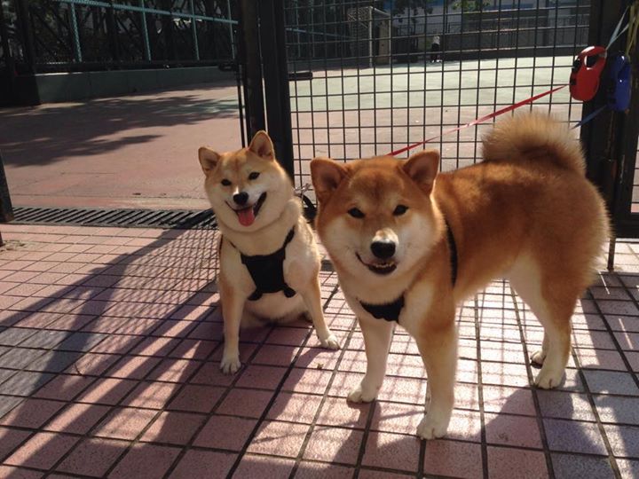 开云品牌-_绿色能源滑板：环保出行的新潮流_，绿色能源简笔画