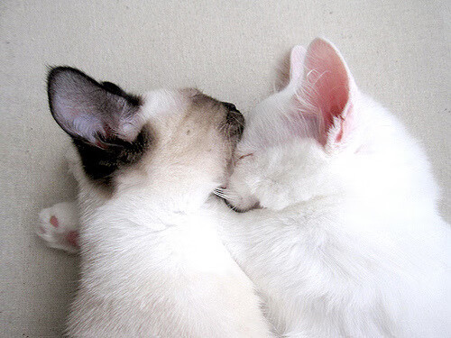 开云中国官网-_网球文化节：展示不同国家运动特色_，网球 运动