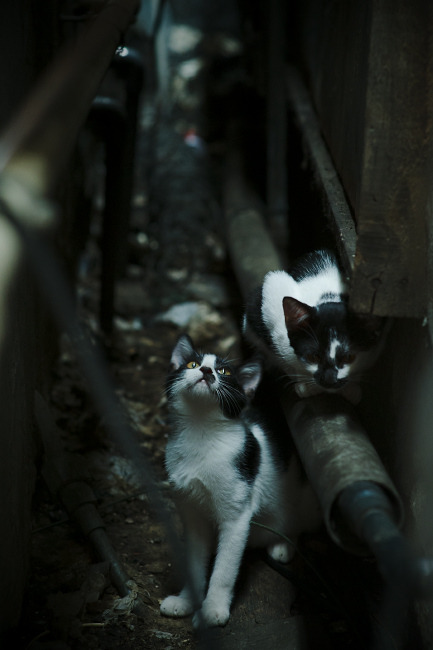 Kering-今年联盟三分命中率最高的队伍，表现值得期待！，联盟现役三分命中率