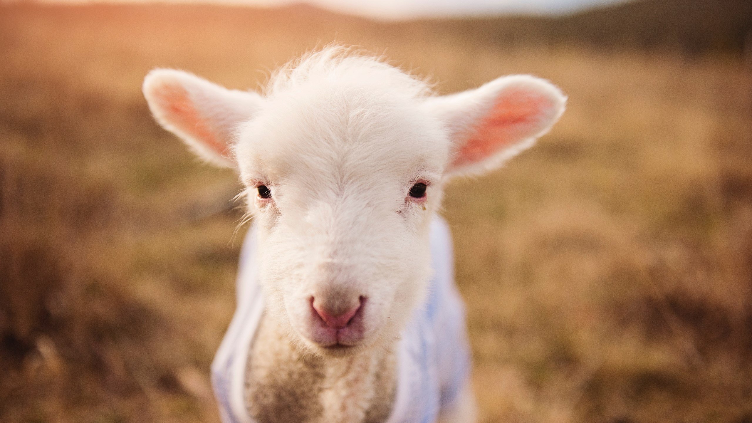 开云集团中国官网-国足出线，再次告急，国足出线稳了